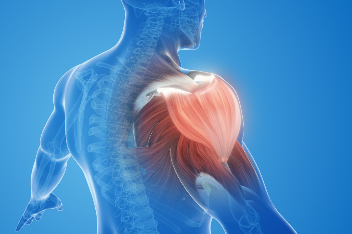 Rotator cuff muscle anatomy showing shoulder structures treated with stem cell therapy in Charlotte NC